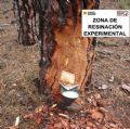 Jornada sobre resinacin en los montes de Teruel